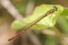 J17_3840 Xanthocnemis zealandica female